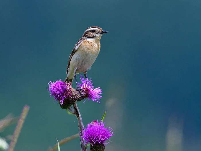 Alles für deine Gartentiere in der Gecko World