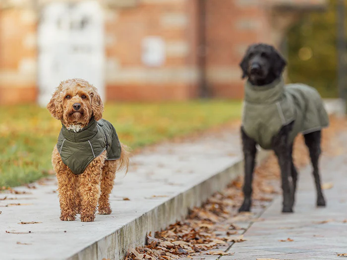 Hundebekleidung & Leuchtartikel