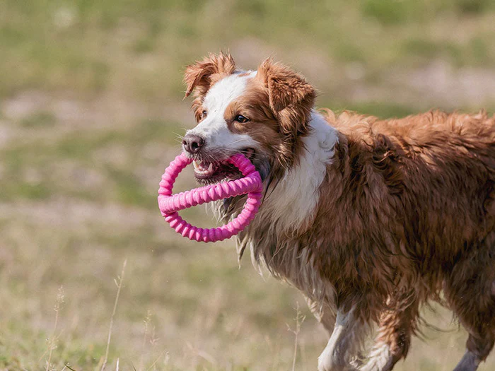 Wurfspielzeug & Apportierspielzeug für Hunde