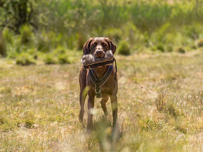 Apportieren - Dummys & Zubehör für Hunde