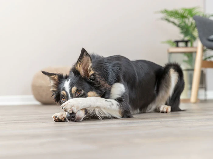 Fernhaltemittel für Hunde