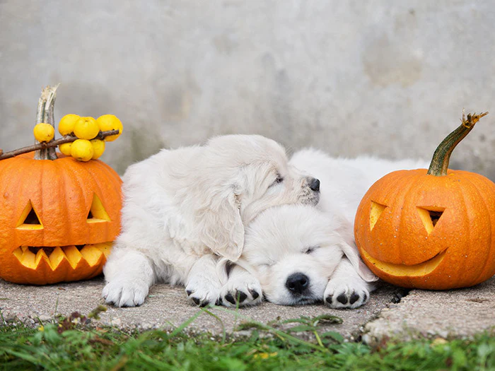 Halloweenartikel für Hunde