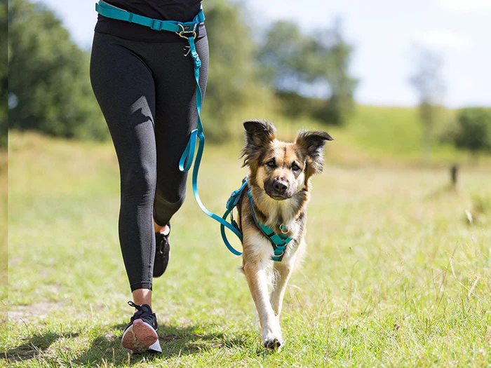 Joggingzubehör für Hunde