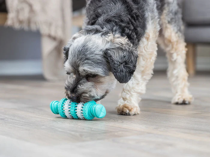 Kauspielzeug & Zahnpflege für Hunde