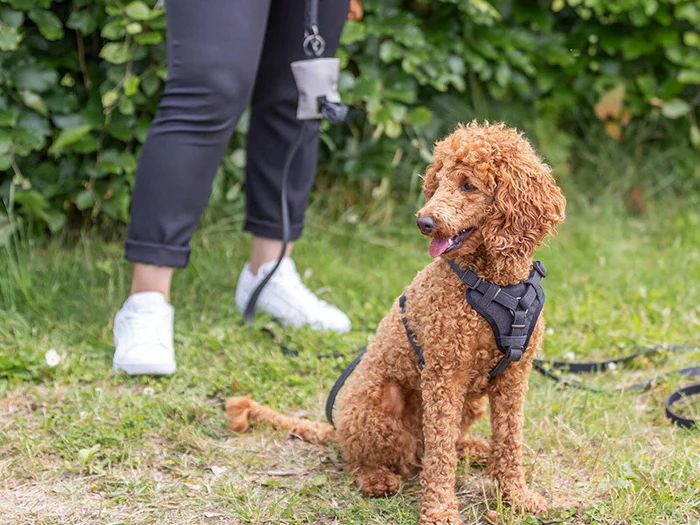 Hundekotbeutel & Spender