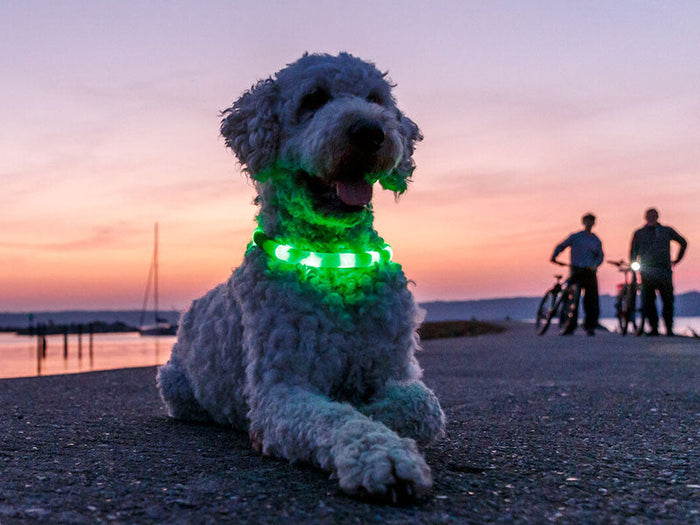 Leuchtartikel & Sicherheit für Hunde