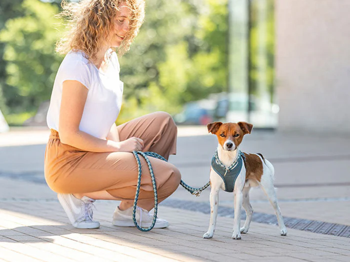 Leinen, Halsbänder & Geschirre