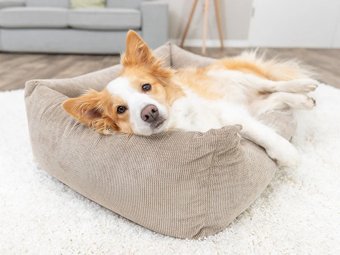 Hundebetten & Liegeplätze