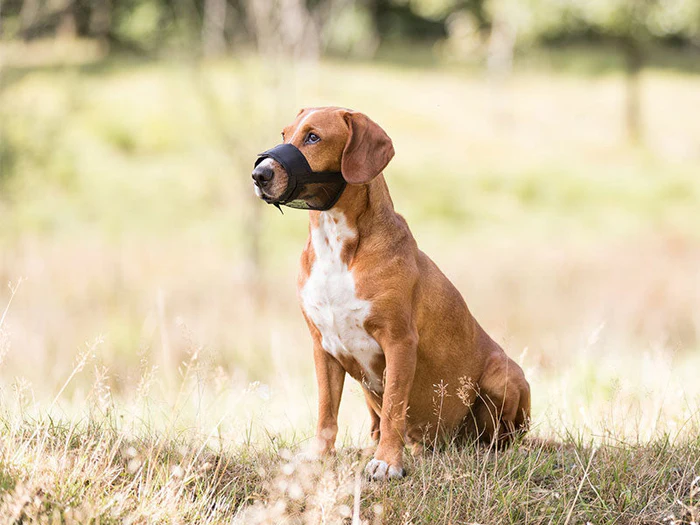 Maulkörbe für Hunde