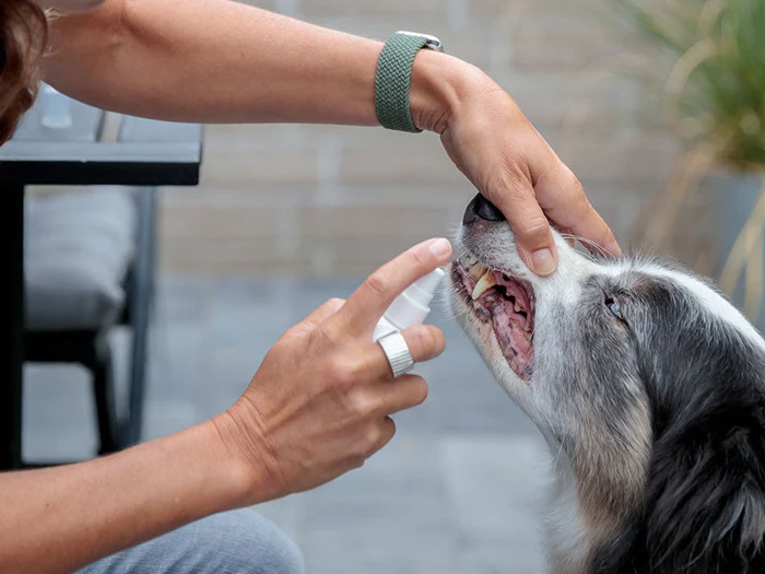 Zähne-, Ohren- & Augenpflege für Hunde