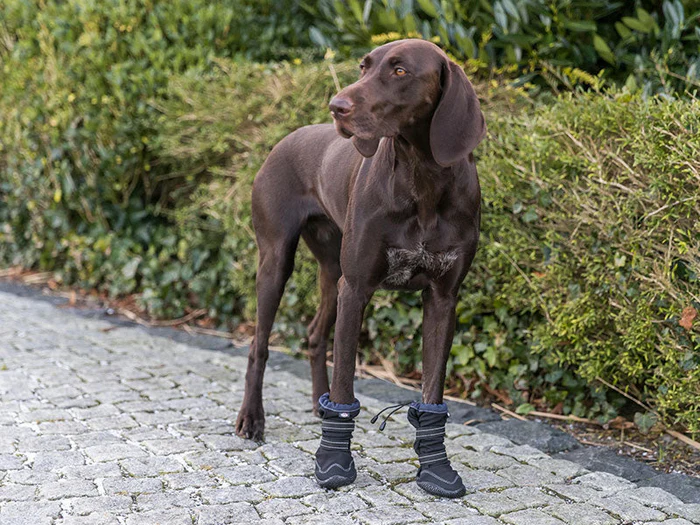 Pfotenschutz für Hunde