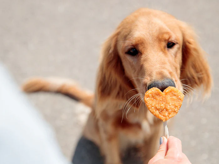 Valentinstagsartikel für Hunde