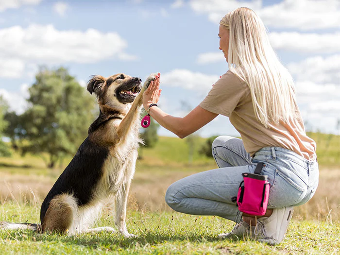 Zubehör für Hundetraining & Sport