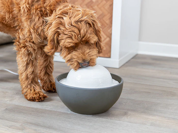 Trinkbrunnen für Hunde