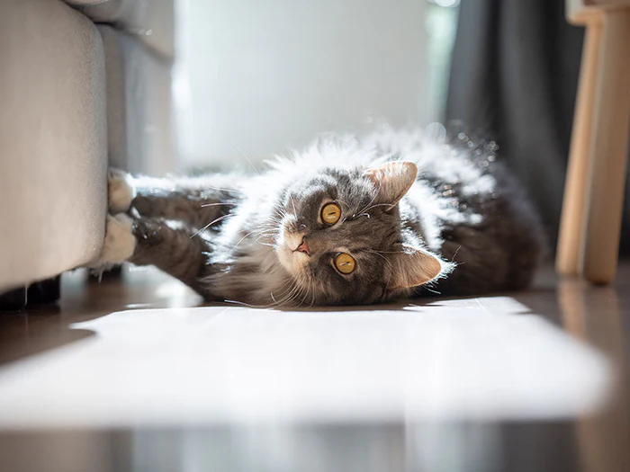 Fernhaltemittel für Katzen