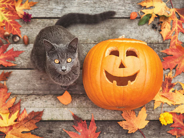 Halloweenartikel für Katzen