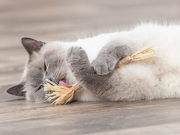 Katzenminze & Lockstoffe