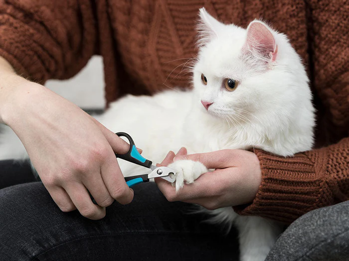 Krallen- & Pfotenpflege für Katzen