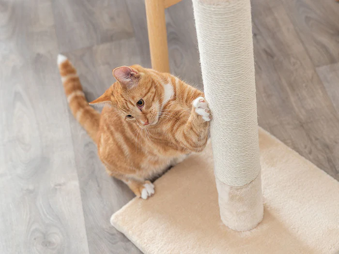 Kratzmatten & Kratzstämme