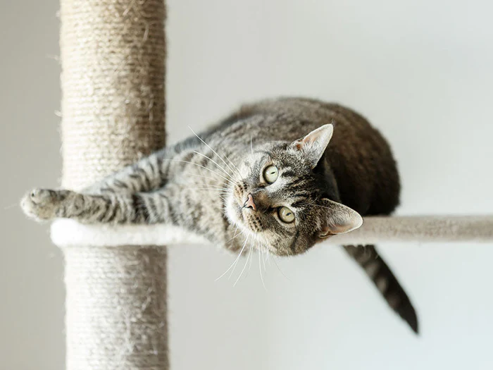 Kratzmöbel für Katzen