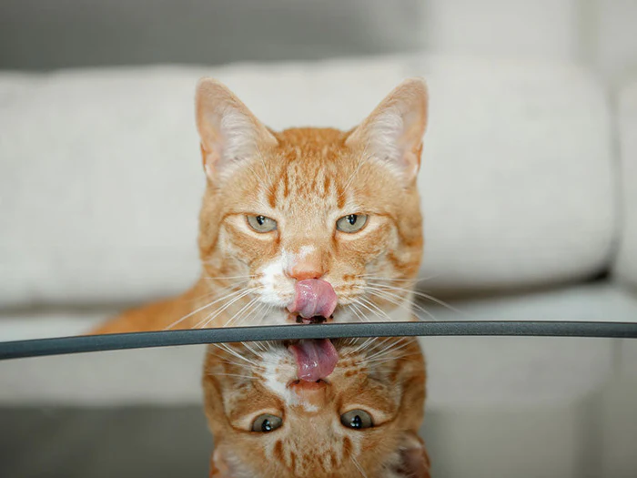 Leberwurst & Pasten für Katzen