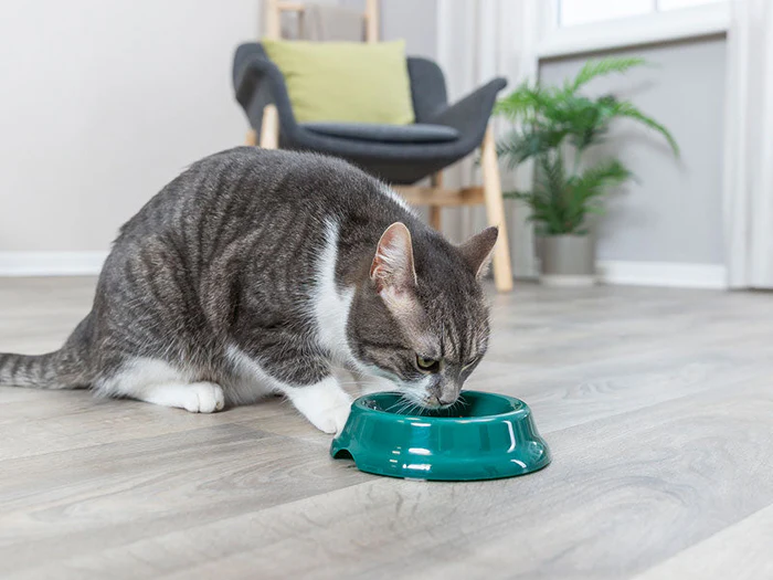 Näpfe und Tränken für Katzen