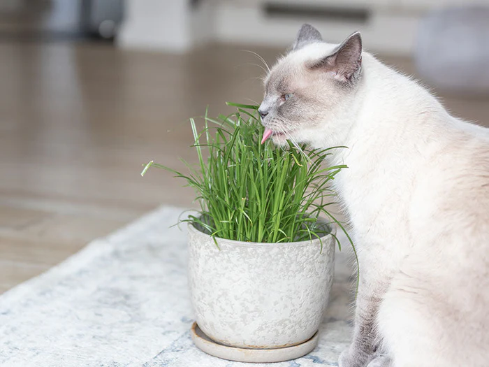 Ergänzungsfuttermittel für Katzen