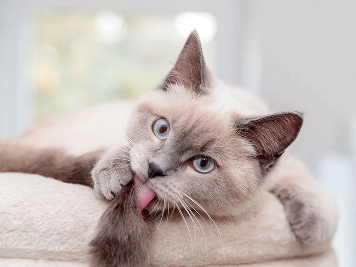 Pflege, Gesundheit & Reinigung für Katzen