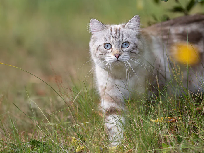 Saisonartikel für Katzen