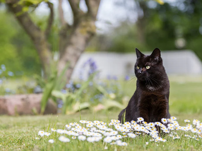 Sommerartikel für Katzen