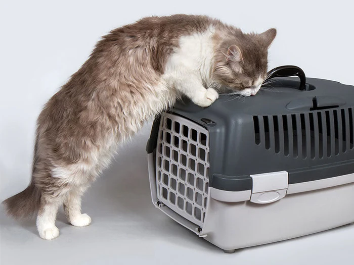 Transport & Reisen mit Katze