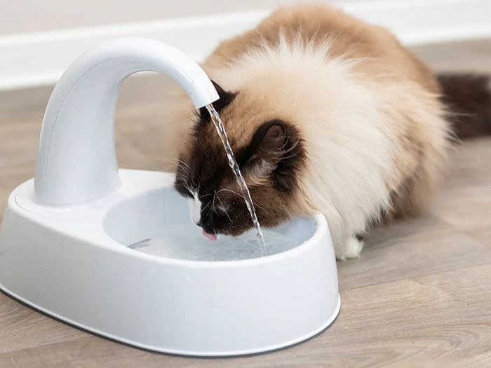 Trinkbrunnen für Katzen