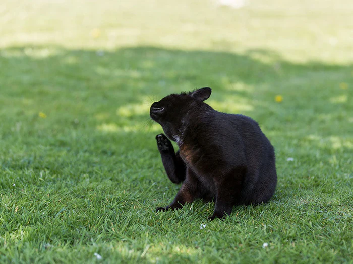 Ungezieferschutz für Katzen