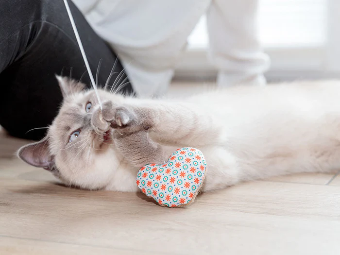 Valentinstagsartikel für Katzen