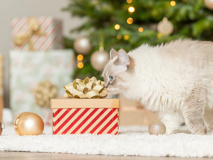 Weihnachtsartikel für Katzen