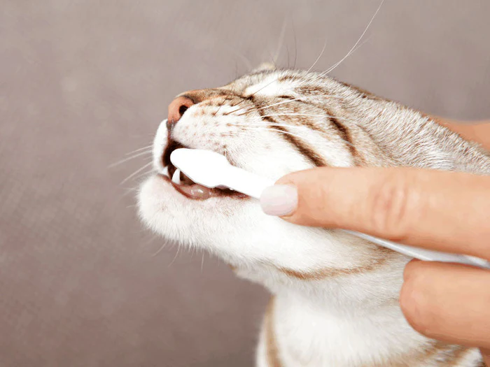 Zähne-, Ohren- & Augenpflege für Katzen