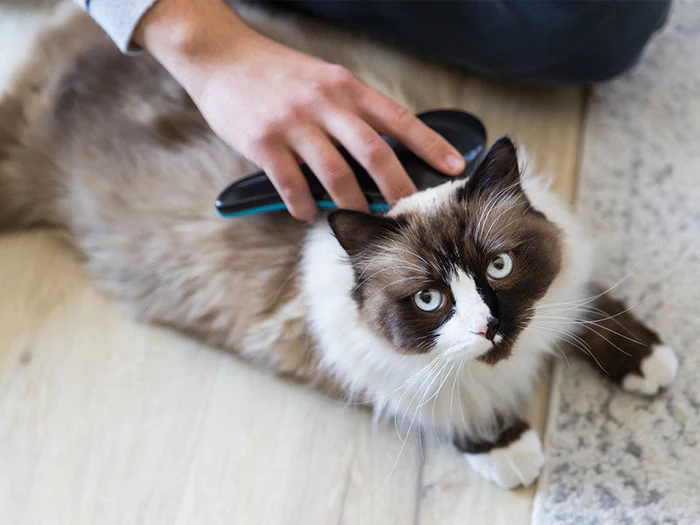 Katzenbürsten und Kämme