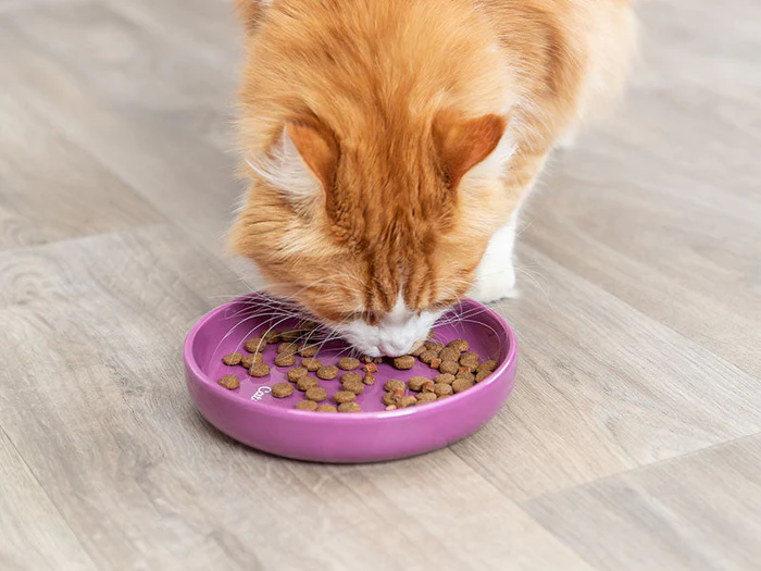 Katzennäpfe & Zubehör