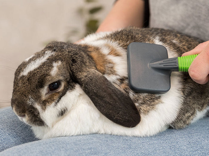 Bürsten & Kämme für Kleintiere