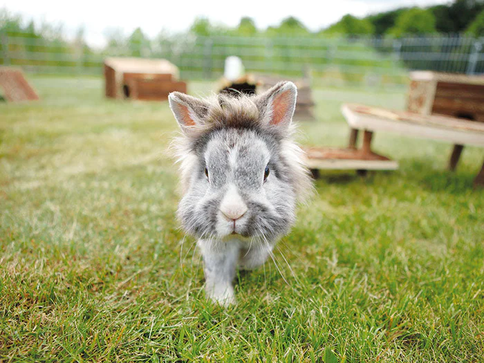 Einrichtung für deine Kleintiere