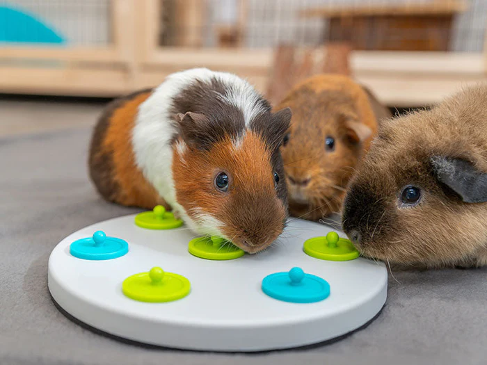 Intelligenzspielzeug & Beschäftigung für Kleintiere
