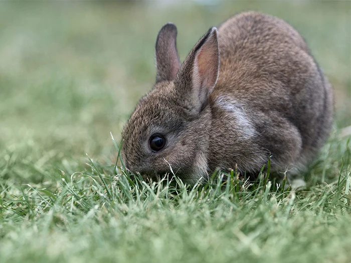 Ergänzungsfuttermittel für Kleintiere