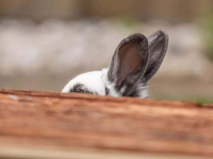 Ohren- & Augenpflege für Kleintiere