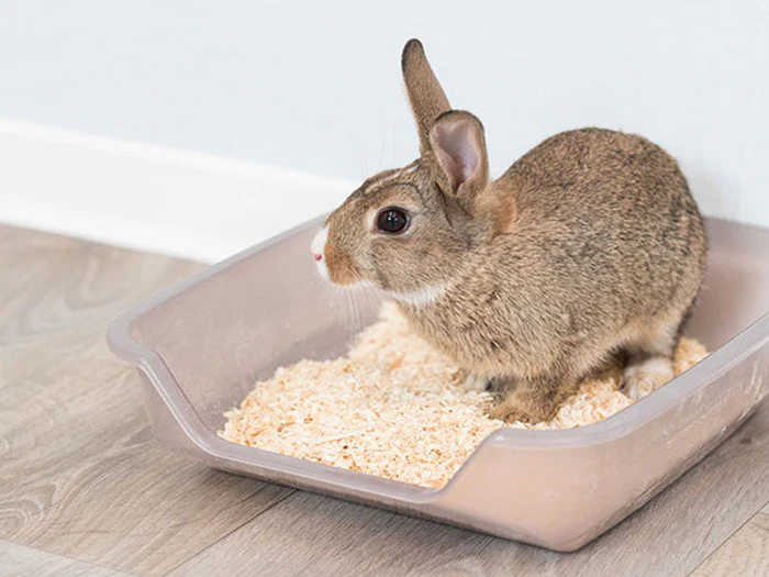 Kleintiertoiletten & Streu
