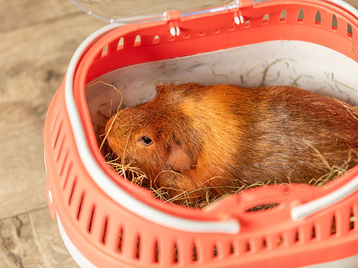 Transportboxen für Kleintiere