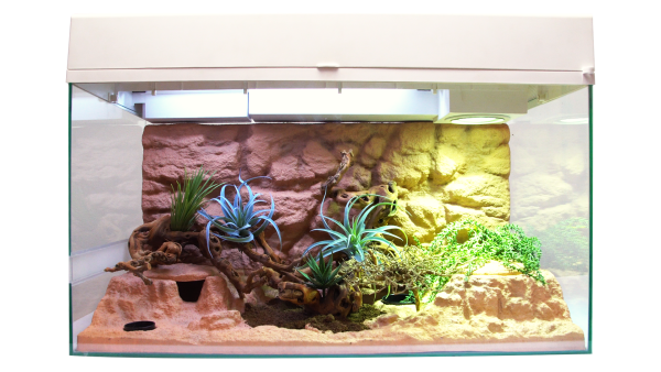 Lucky Reptiles