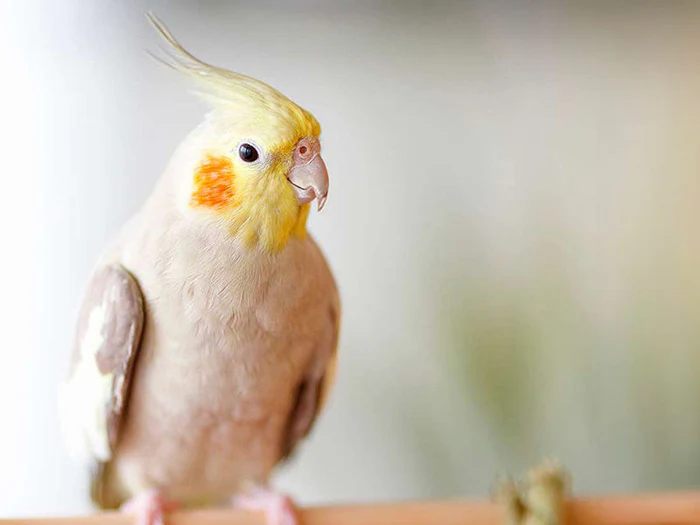 Alles für deine Vögel in der Gecko World