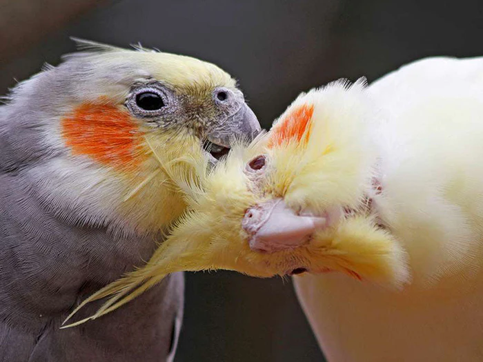 Hygiene & Ungezieferschutz für Vögel