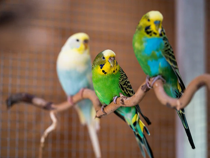 Einrichtung für deine Vögel