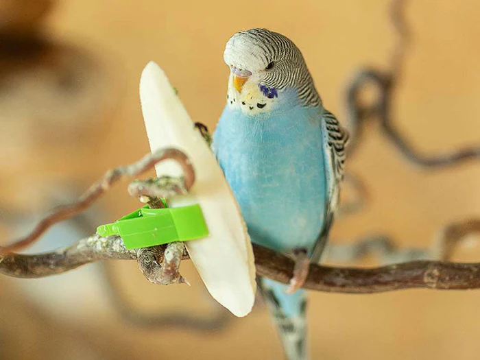 Ergänzungsfuttermittel für Vögel